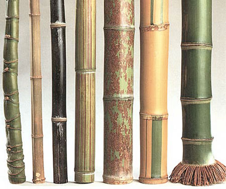 http://aboutbamboo.free.fr